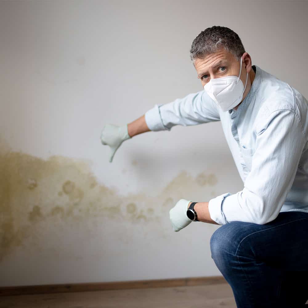 Mould Remediation Brisbane Process
